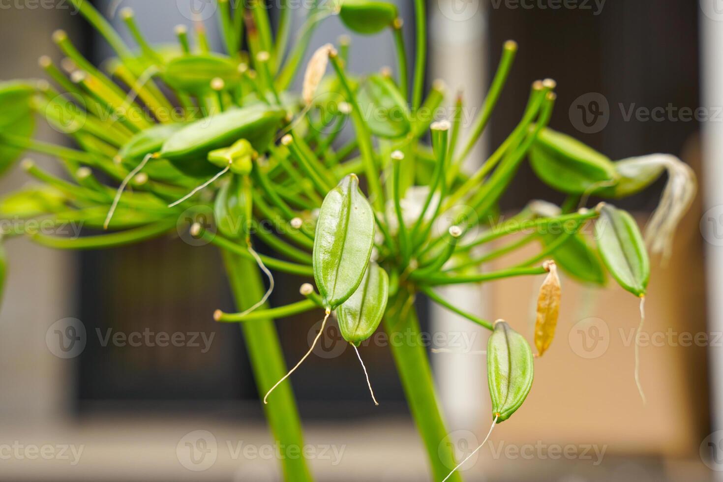Lily of the Nile flower, Agapanthus or African lily flowers in the garden. photo
