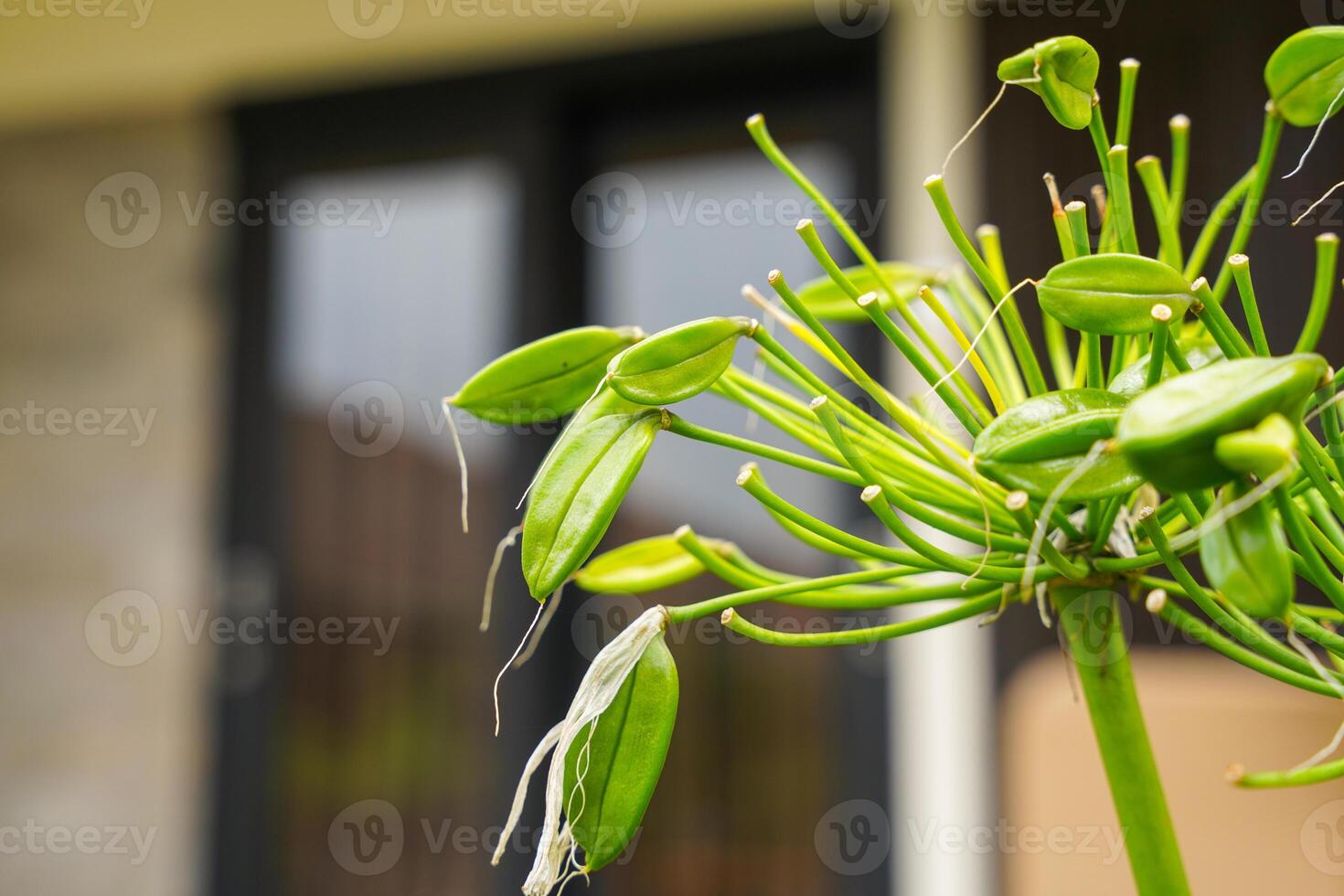 Lily of the Nile flower, Agapanthus or African lily flowers in the garden. photo