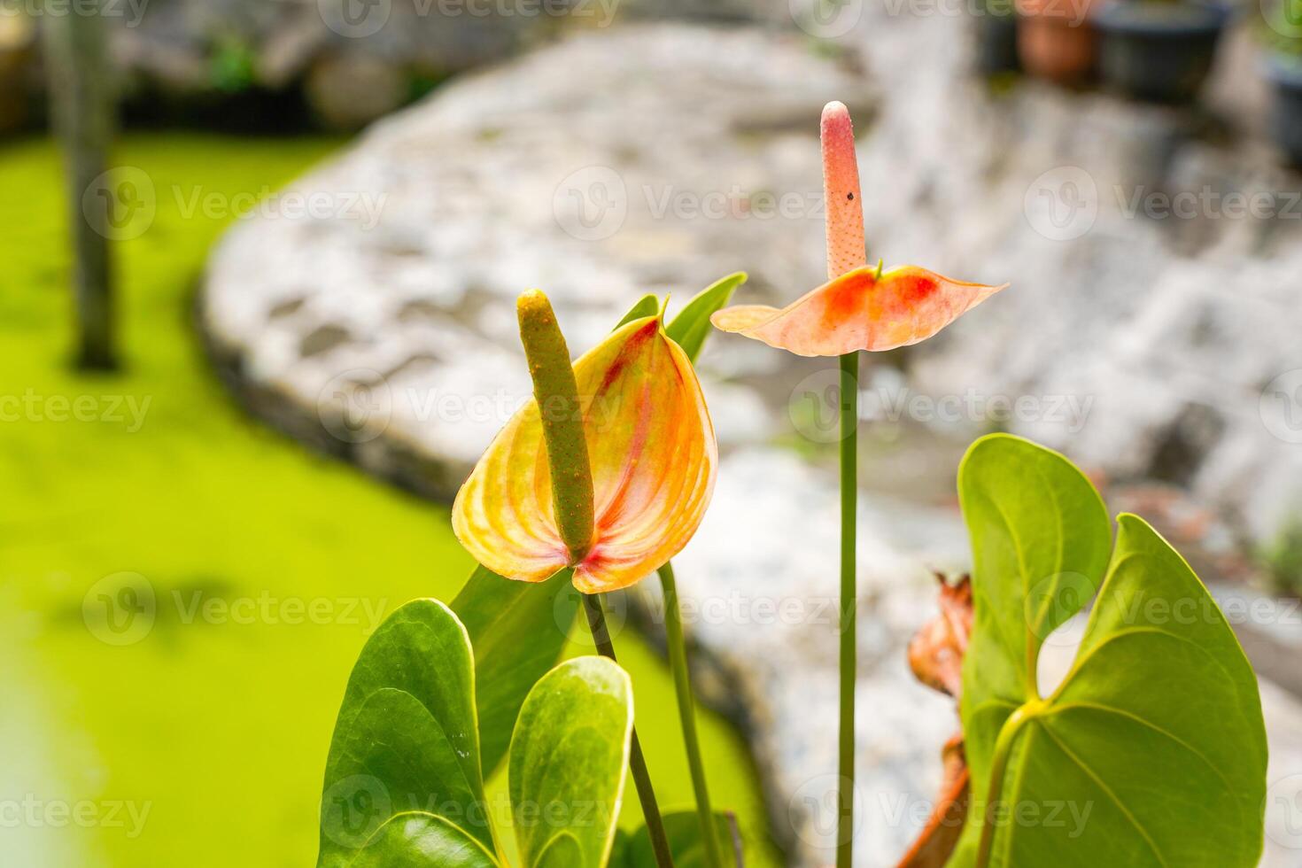 Flamingo flower Anthurium sp. Anthurium andraeanum photo