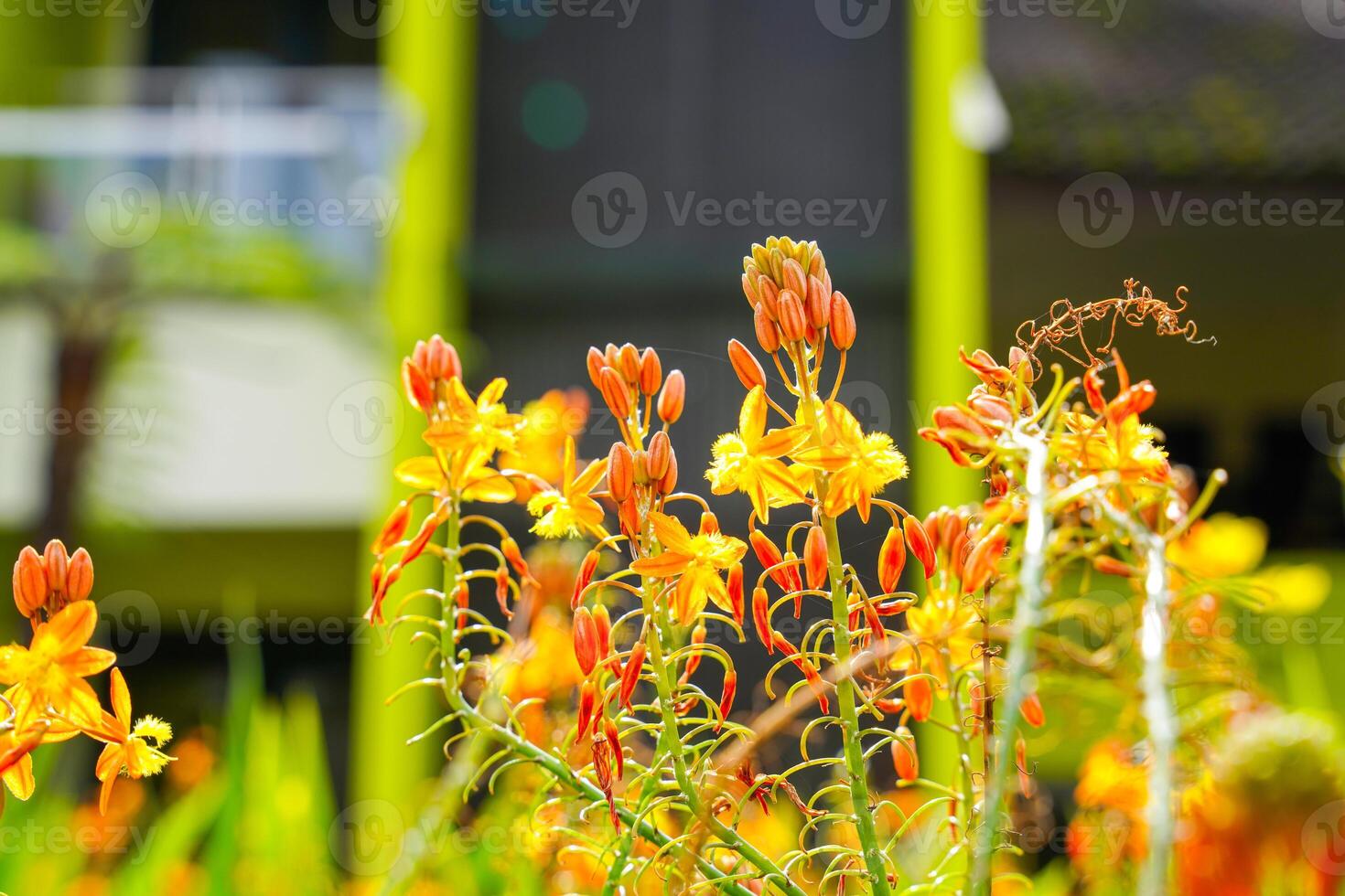Bulbine frutescens is a species of flowering plant in the genus Bulbine, native to Southern Africa. photo