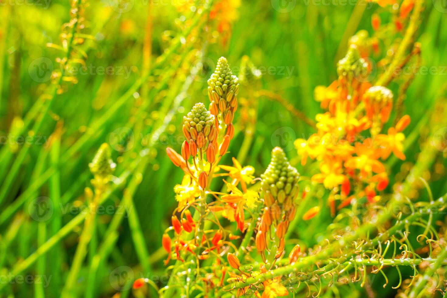 Bulbine frutescens is a species of flowering plant in the genus Bulbine, native to Southern Africa. photo