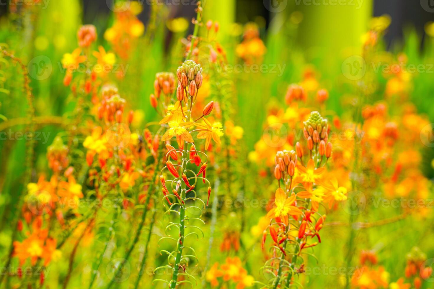 Bulbine frutescens is a species of flowering plant in the genus Bulbine, native to Southern Africa. photo