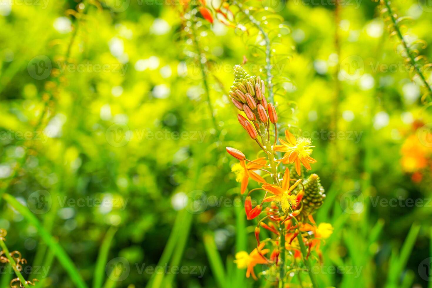 Bulbine frutescens is a species of flowering plant in the genus Bulbine, native to Southern Africa. photo