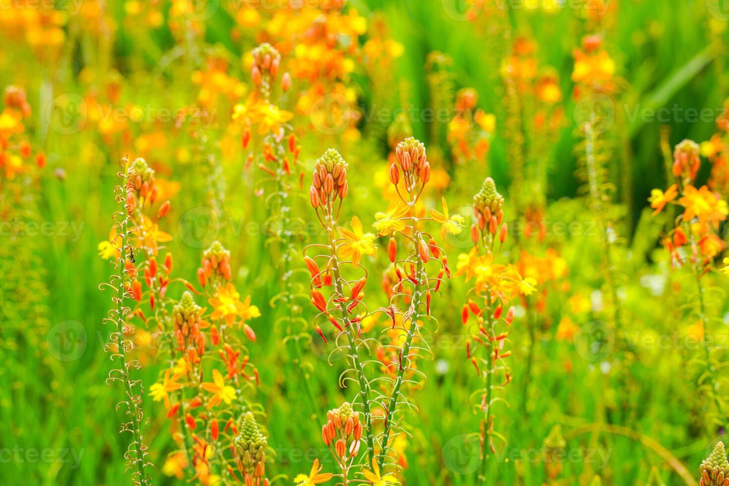 Bulbine frutescens is a species of flowering plant in the genus Bulbine, native to Southern Africa. photo
