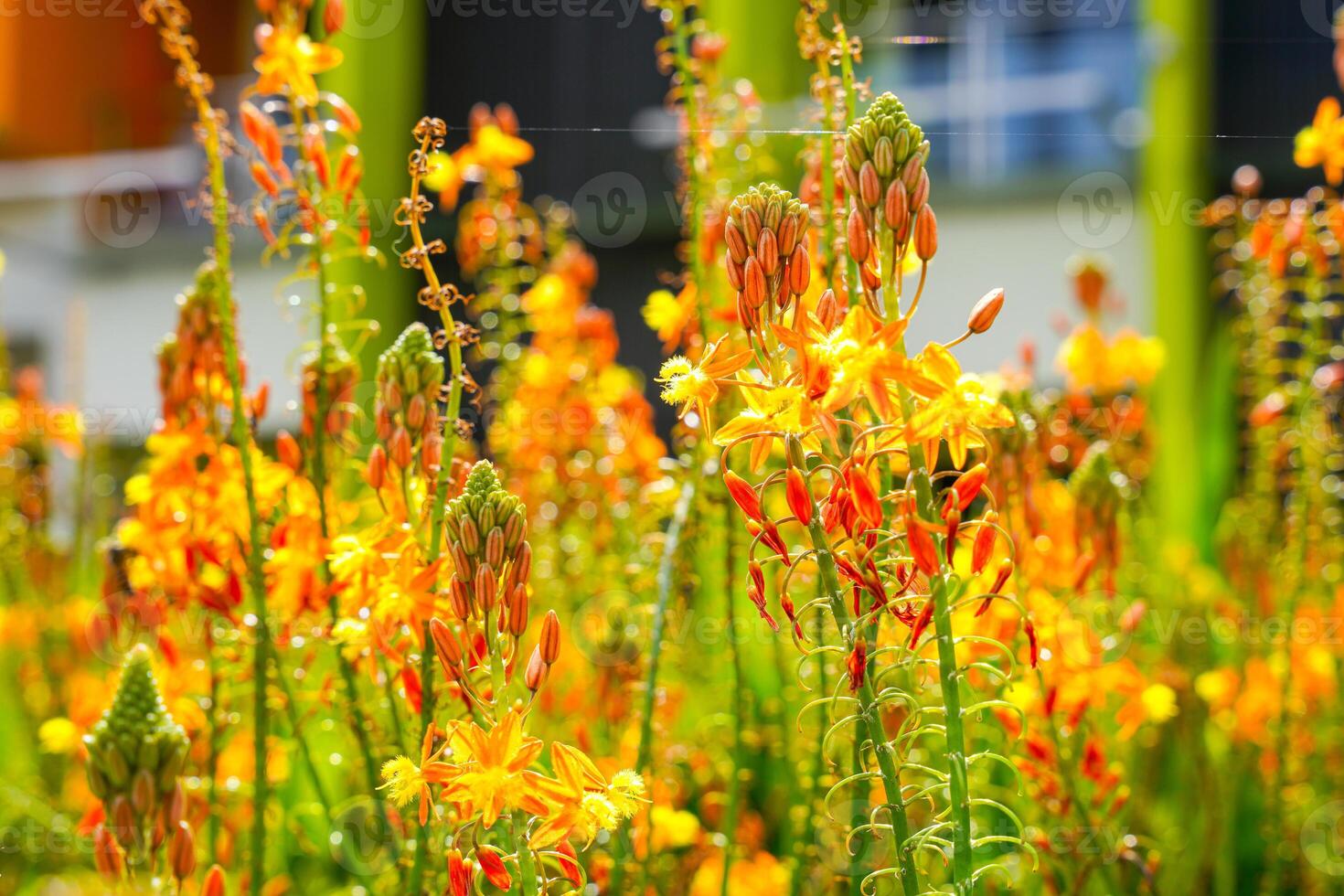 Bulbine frutescens is a species of flowering plant in the genus Bulbine, native to Southern Africa. photo