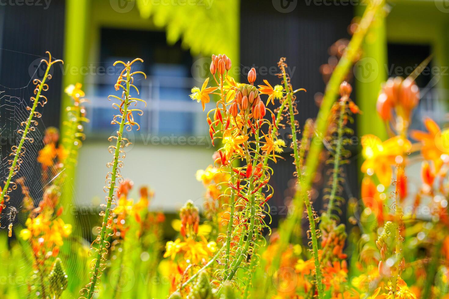 Bulbine frutescens is a species of flowering plant in the genus Bulbine, native to Southern Africa. photo