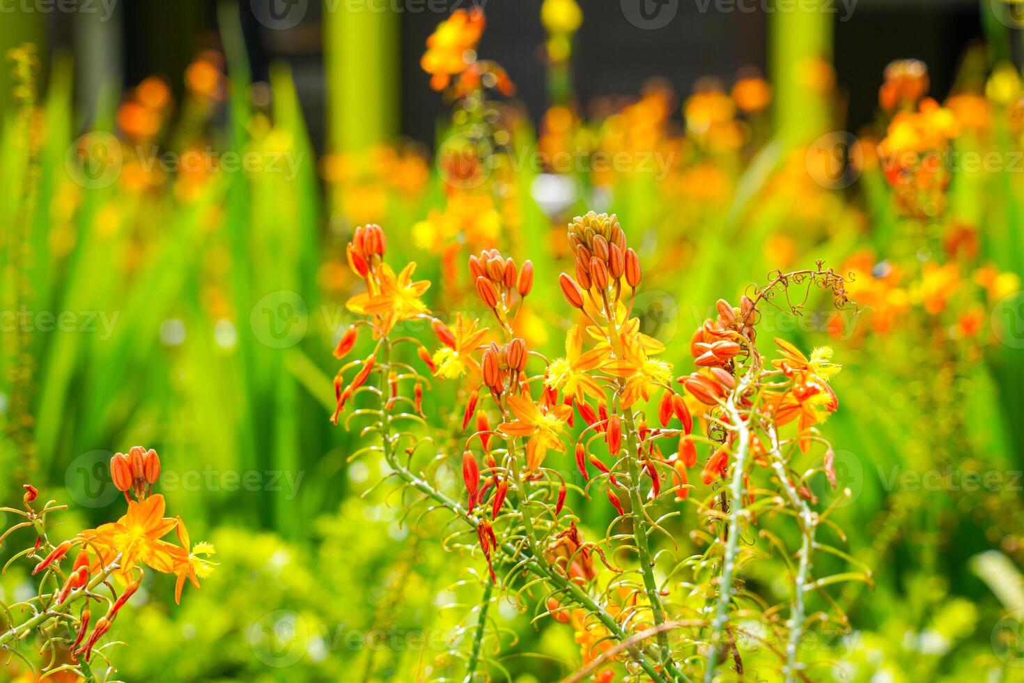 Bulbine frutescens is a species of flowering plant in the genus Bulbine, native to Southern Africa. photo