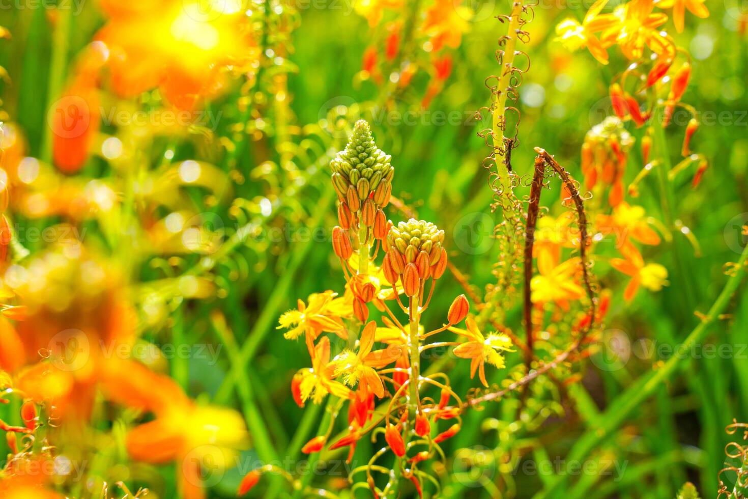 Bulbine frutescens is a species of flowering plant in the genus Bulbine, native to Southern Africa. photo