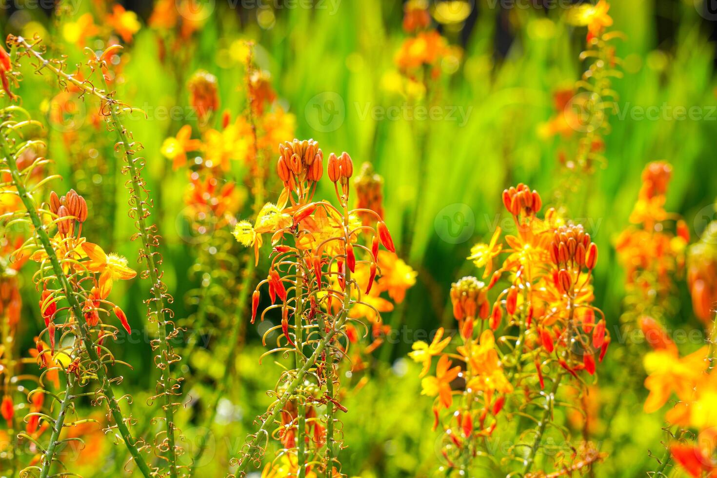 Bulbine frutescens is a species of flowering plant in the genus Bulbine, native to Southern Africa. photo