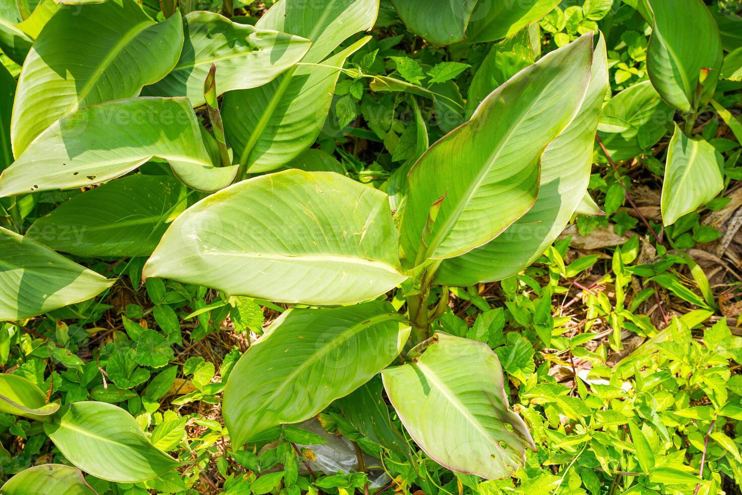 Canna or canna lily is the only genus of flowering plants in the family Cannaceae photo