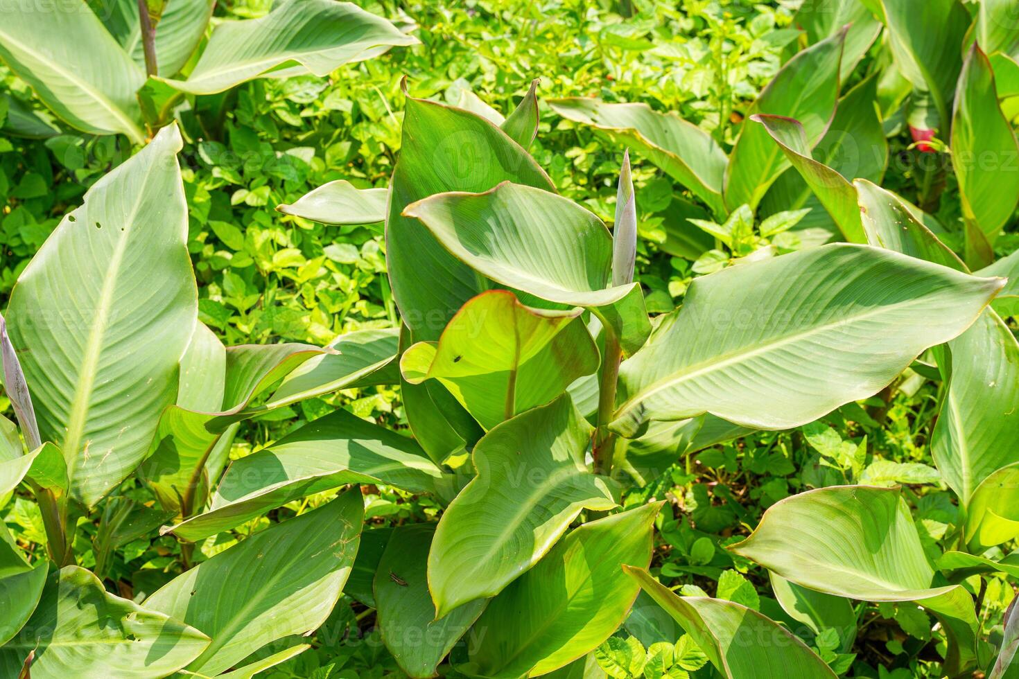 Canna or canna lily is the only genus of flowering plants in the family Cannaceae photo