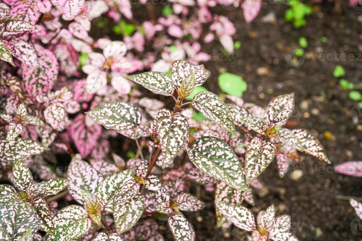Hypoestes phyllostachya, the polka dot plant, is a species of flowering plant in the family Acanthaceae photo