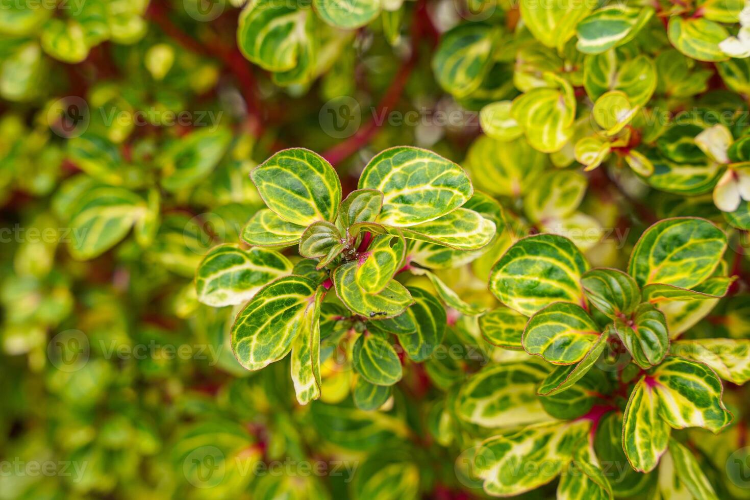 Iresine herbstii or Herbst's bloodleaf is a species of flowering plant in the family Amaranthaceae. Some call this plant the chicken gizzard plant. Red Blood Leaf Ornamental Plant. photo