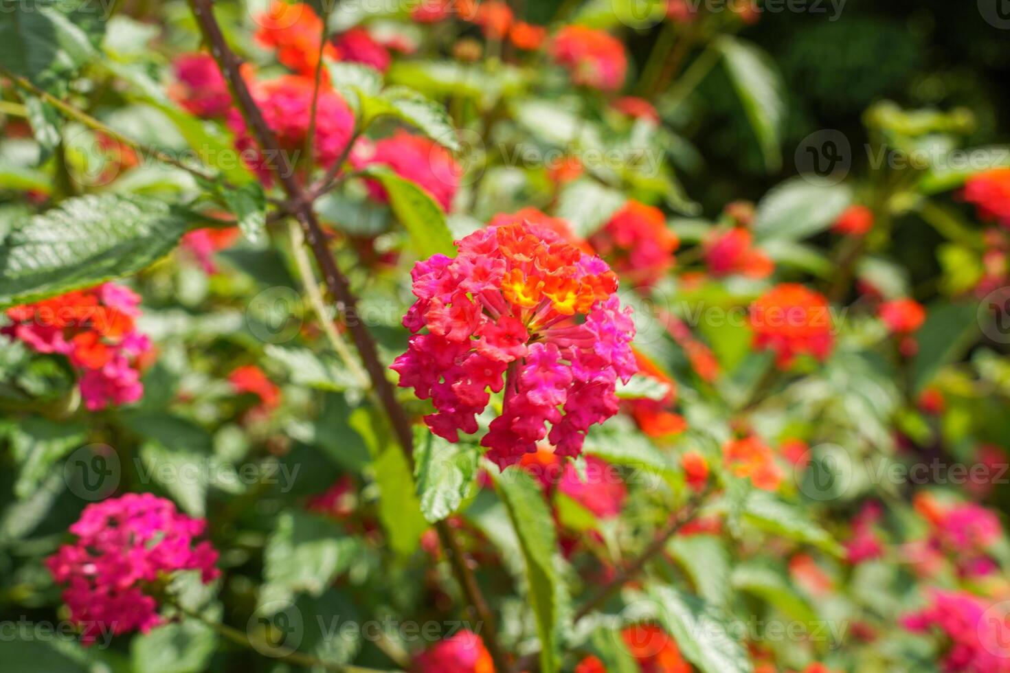 Lantana camara common lantana is a species of flowering plant within the verbena family Verbenaceae photo