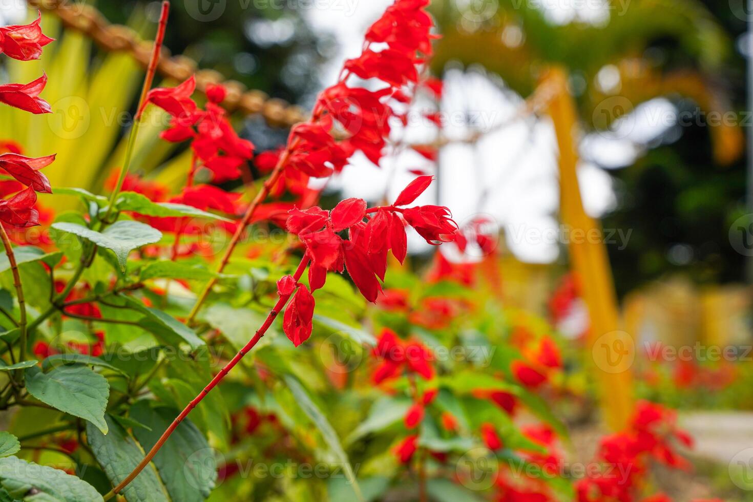Red Salvia splendens, the scarlet sage, Salvia sage, Salvia nemorosa. flowers blooming in garden photo