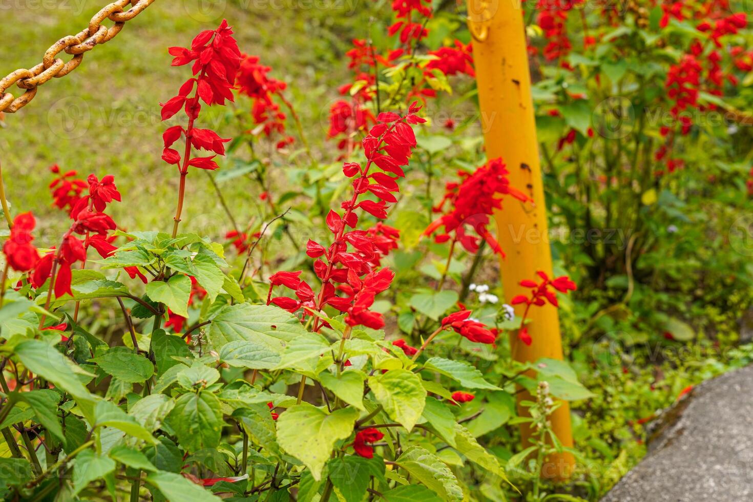 Red Salvia splendens, the scarlet sage, Salvia sage, Salvia nemorosa. flowers blooming in garden photo