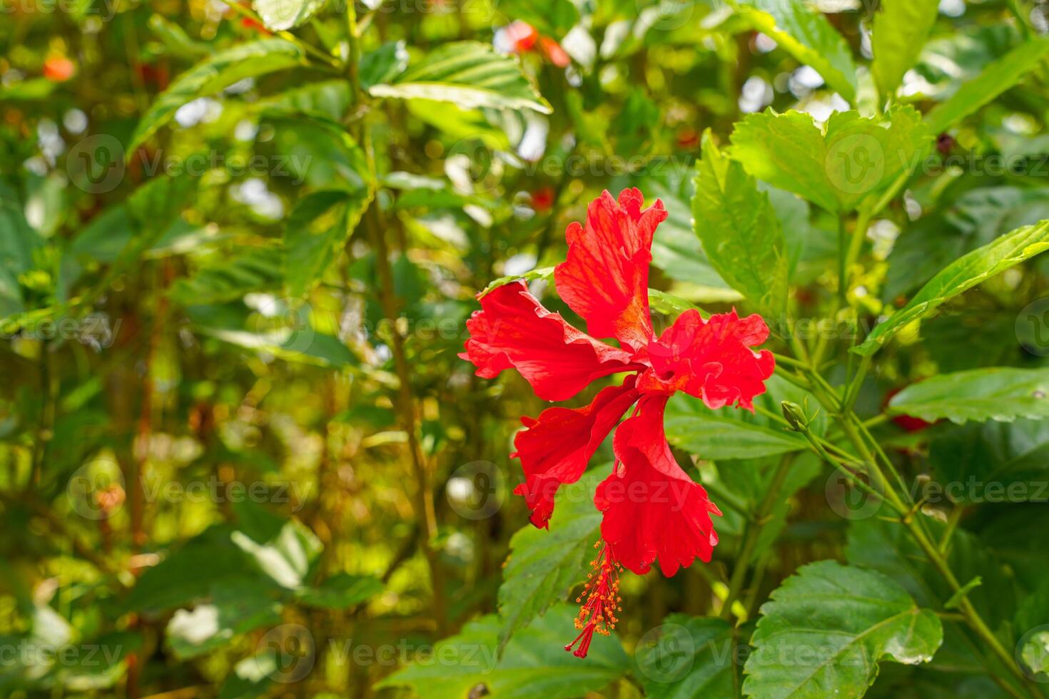 red flower of China rose, rose of Sharon, hardy hibiscus, rose mallow, Chinese hibiscus, Hawaiian hibiscus or shoeblackplant. photo