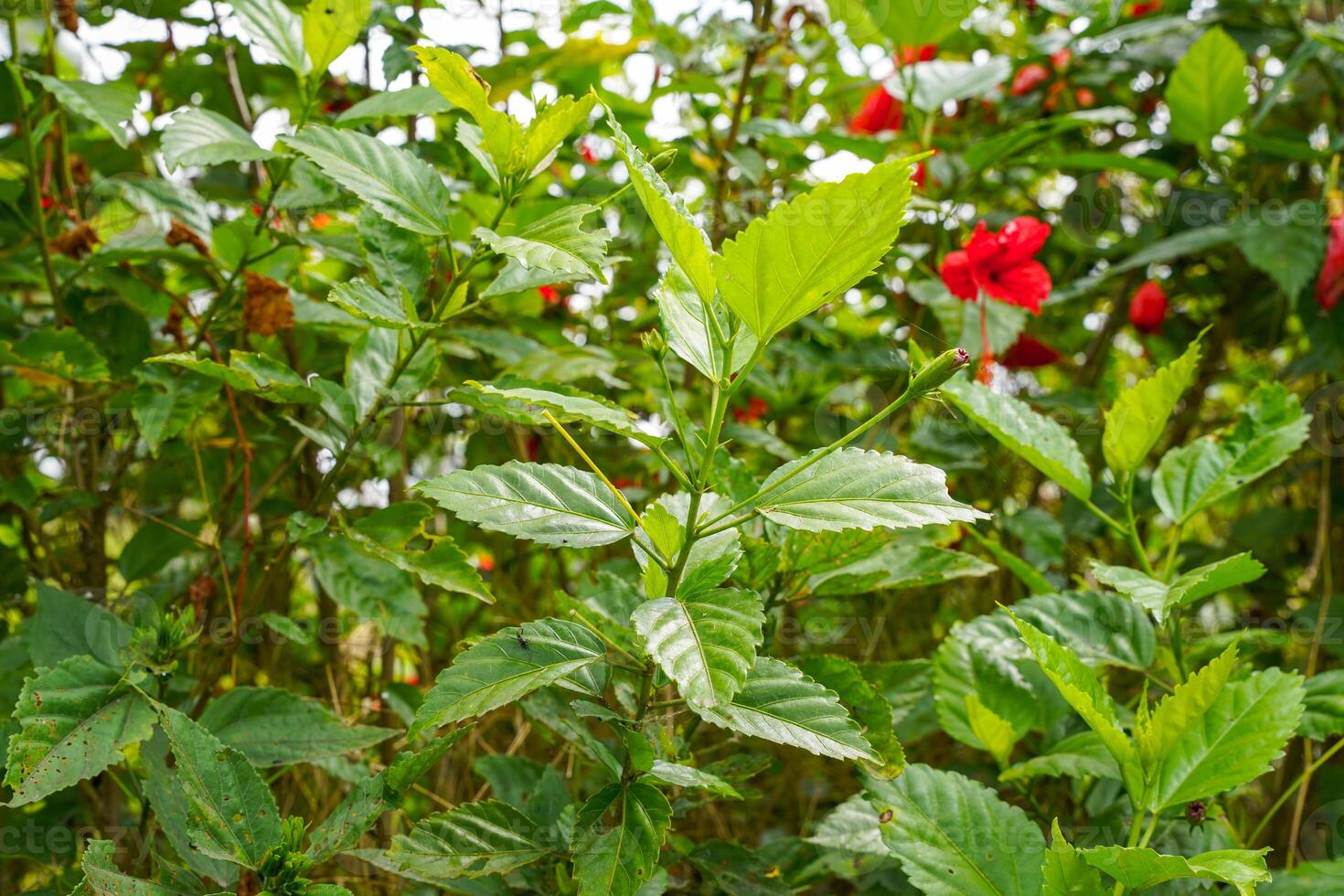 red flower of China rose, rose of Sharon, hardy hibiscus, rose mallow, Chinese hibiscus, Hawaiian hibiscus or shoeblackplant. photo