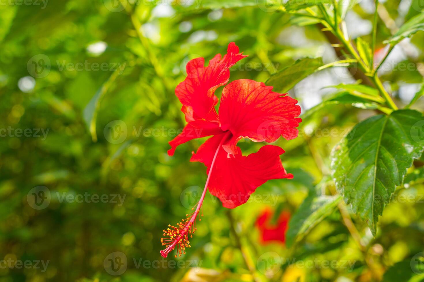red flower of China rose, rose of Sharon, hardy hibiscus, rose mallow, Chinese hibiscus, Hawaiian hibiscus or shoeblackplant. photo