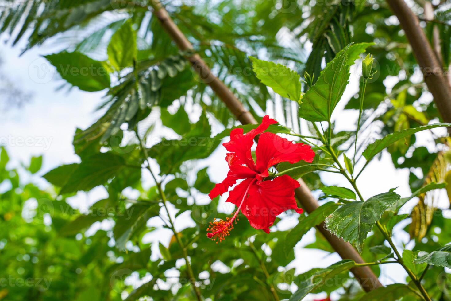 red flower of China rose, rose of Sharon, hardy hibiscus, rose mallow, Chinese hibiscus, Hawaiian hibiscus or shoeblackplant. photo