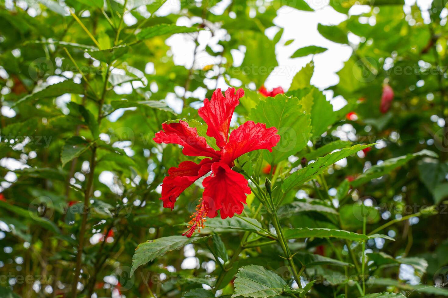 red flower of China rose, rose of Sharon, hardy hibiscus, rose mallow, Chinese hibiscus, Hawaiian hibiscus or shoeblackplant. photo