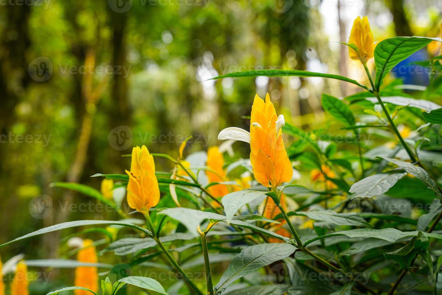 Pachystachys lutea, known as the golden shrimp plant or lollipop plant photo