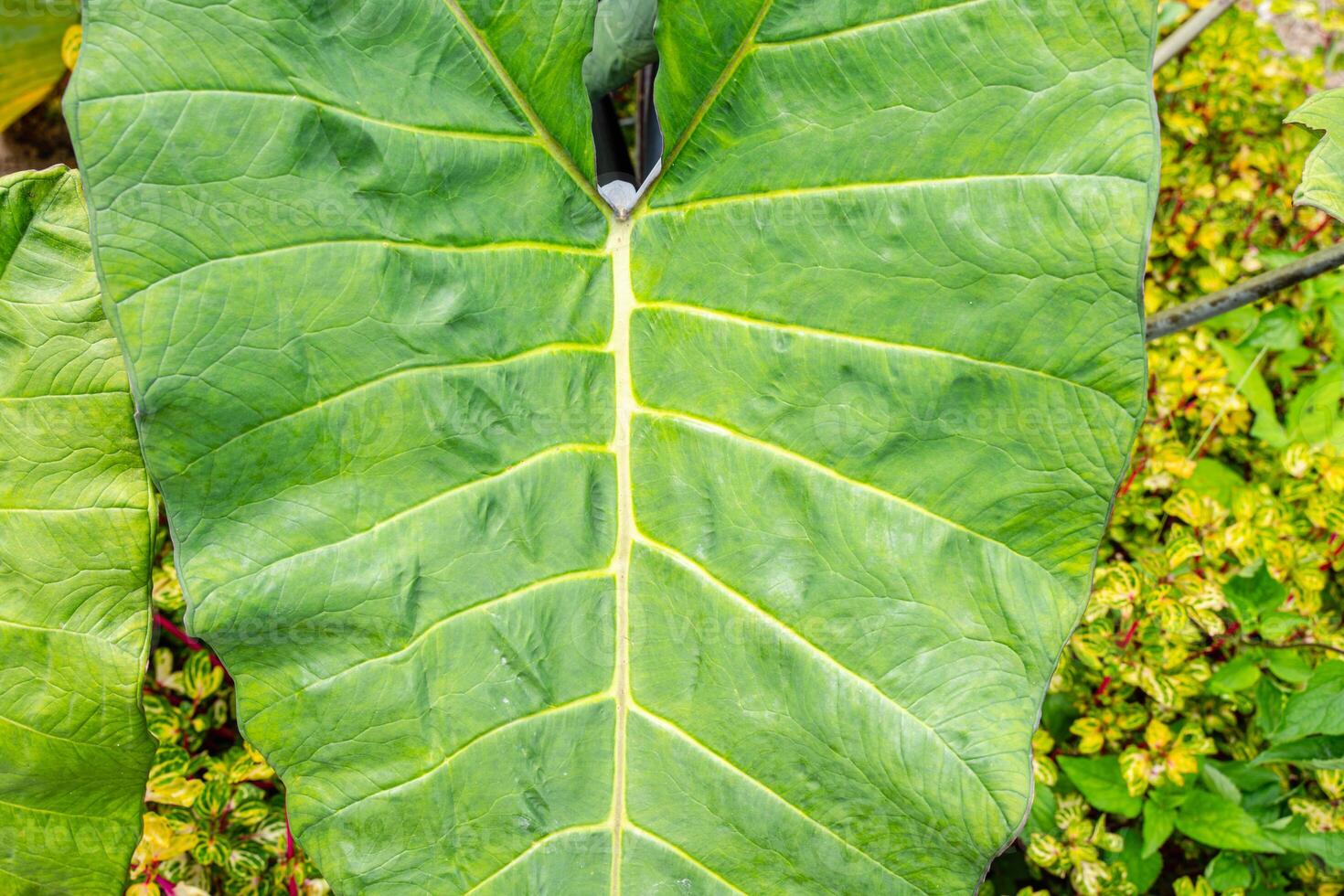 Alocasia macrorrhizos is a species of flowering plant in the arum family Araceae. Common names include giant taro, ape, giant alocasia, biga and pia. photo