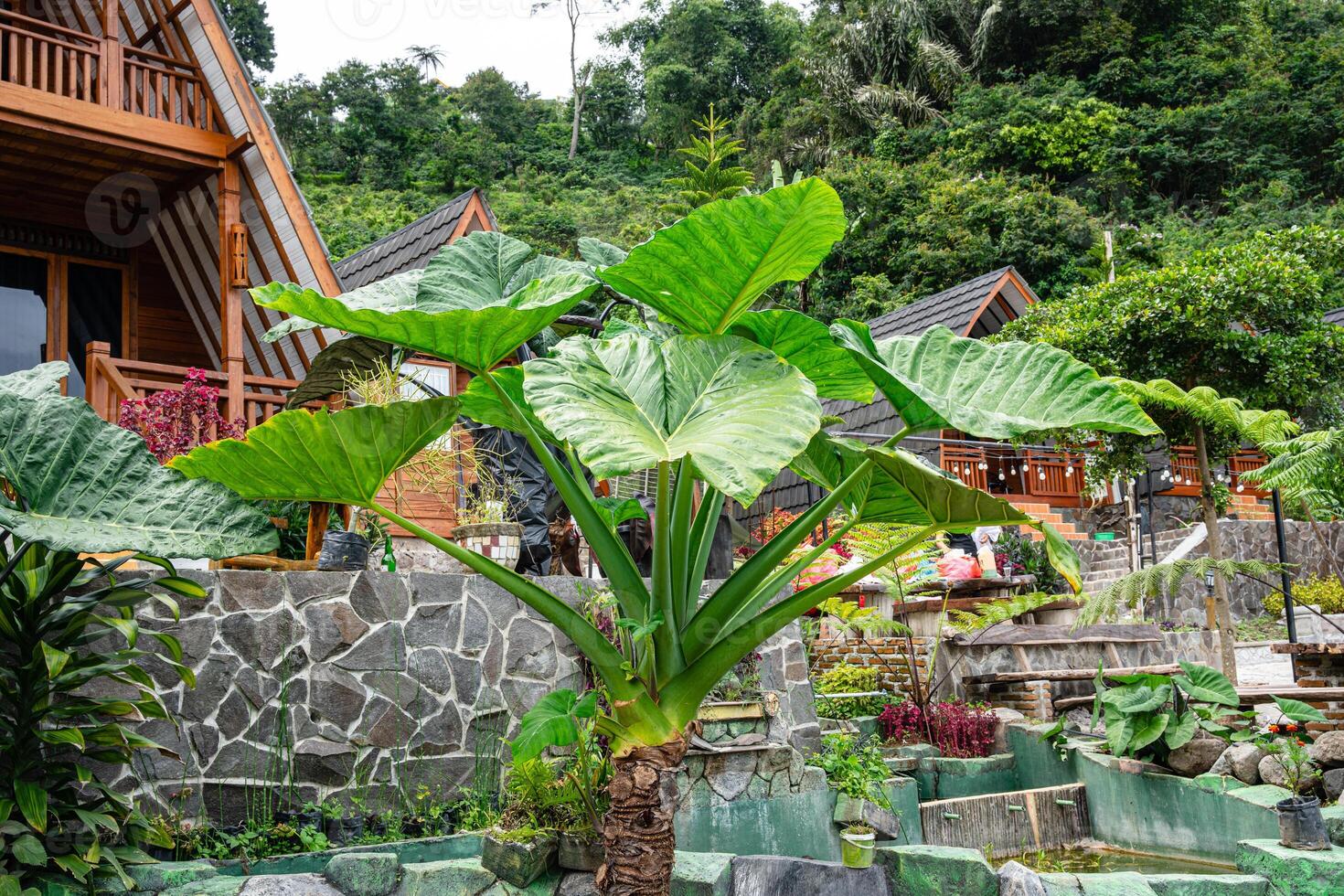 Alocasia macrorrhizos is a species of flowering plant in the arum family Araceae. Common names include giant taro, ape, giant alocasia, biga and pia. photo