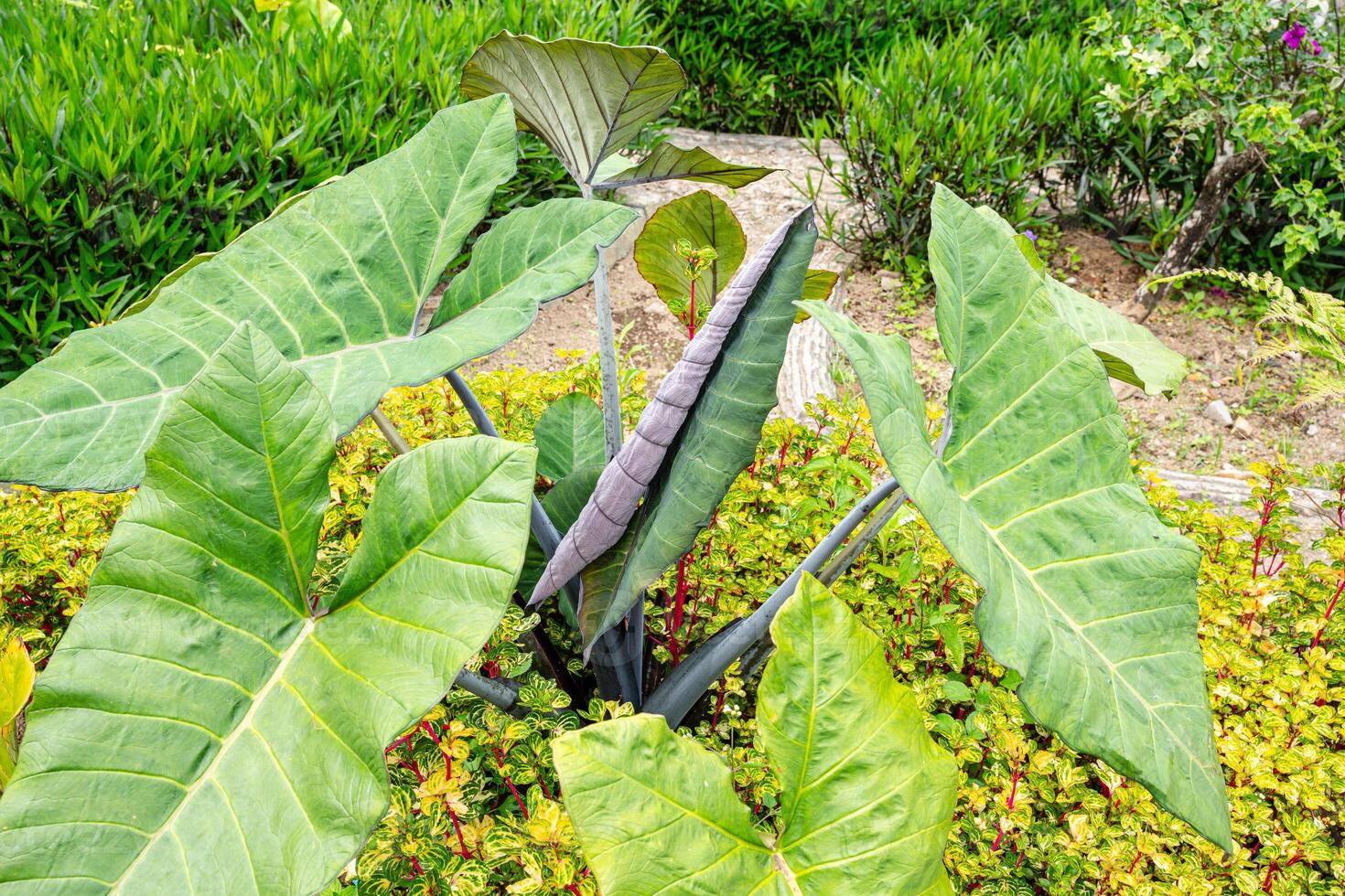 Alocasia macrorrhizos is a species of flowering plant in the arum family Araceae. Common names include giant taro, ape, giant alocasia, biga and pia. photo