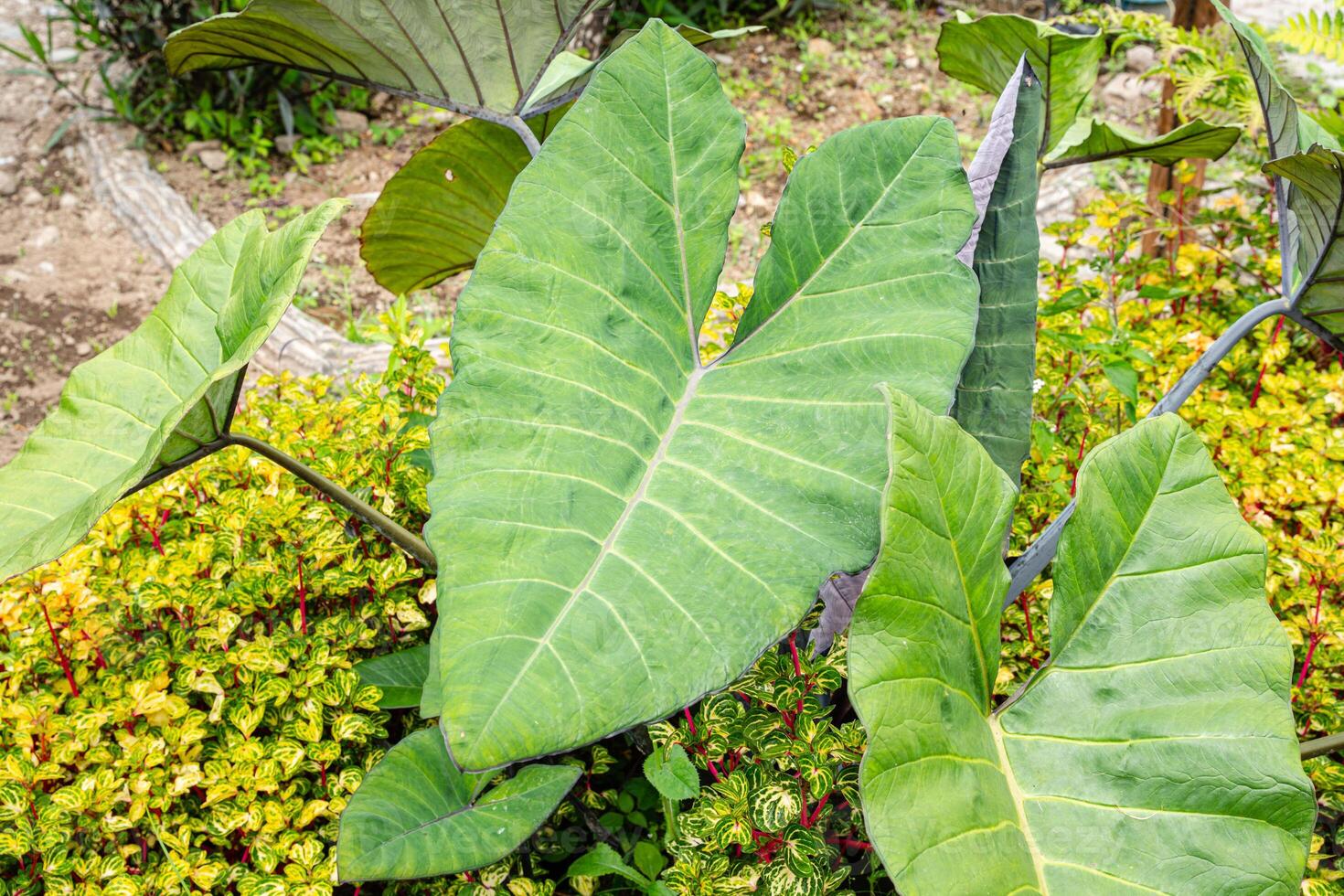 Alocasia macrorrhizos is a species of flowering plant in the arum family Araceae. Common names include giant taro, ape, giant alocasia, biga and pia. photo