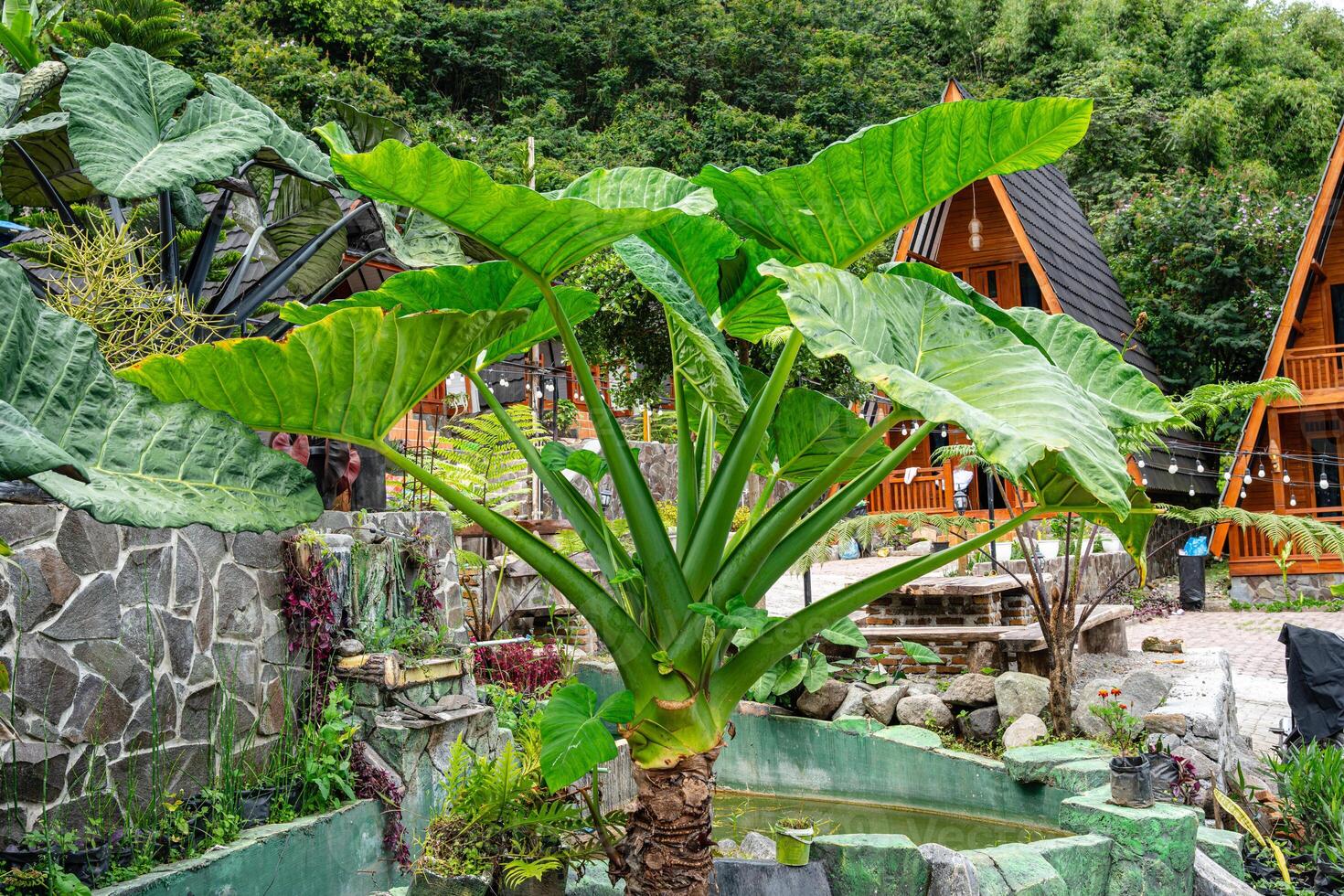 Alocasia macrorrhizos is a species of flowering plant in the arum family Araceae. Common names include giant taro, ape, giant alocasia, biga and pia. photo