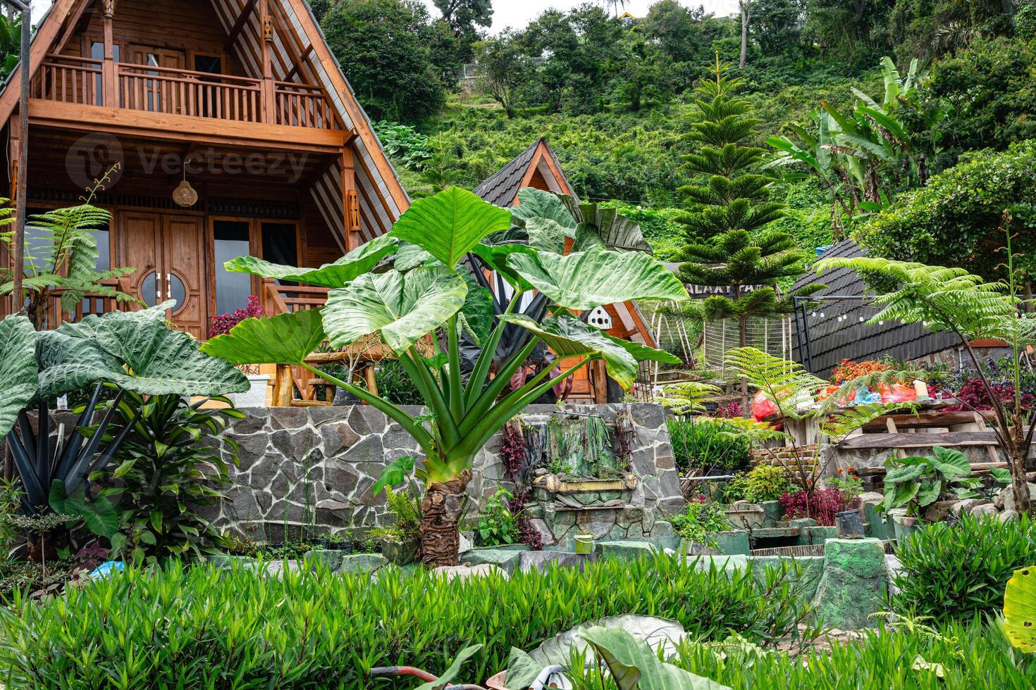 Alocasia macrorrhizos is a species of flowering plant in the arum family Araceae. Common names include giant taro, ape, giant alocasia, biga and pia. photo