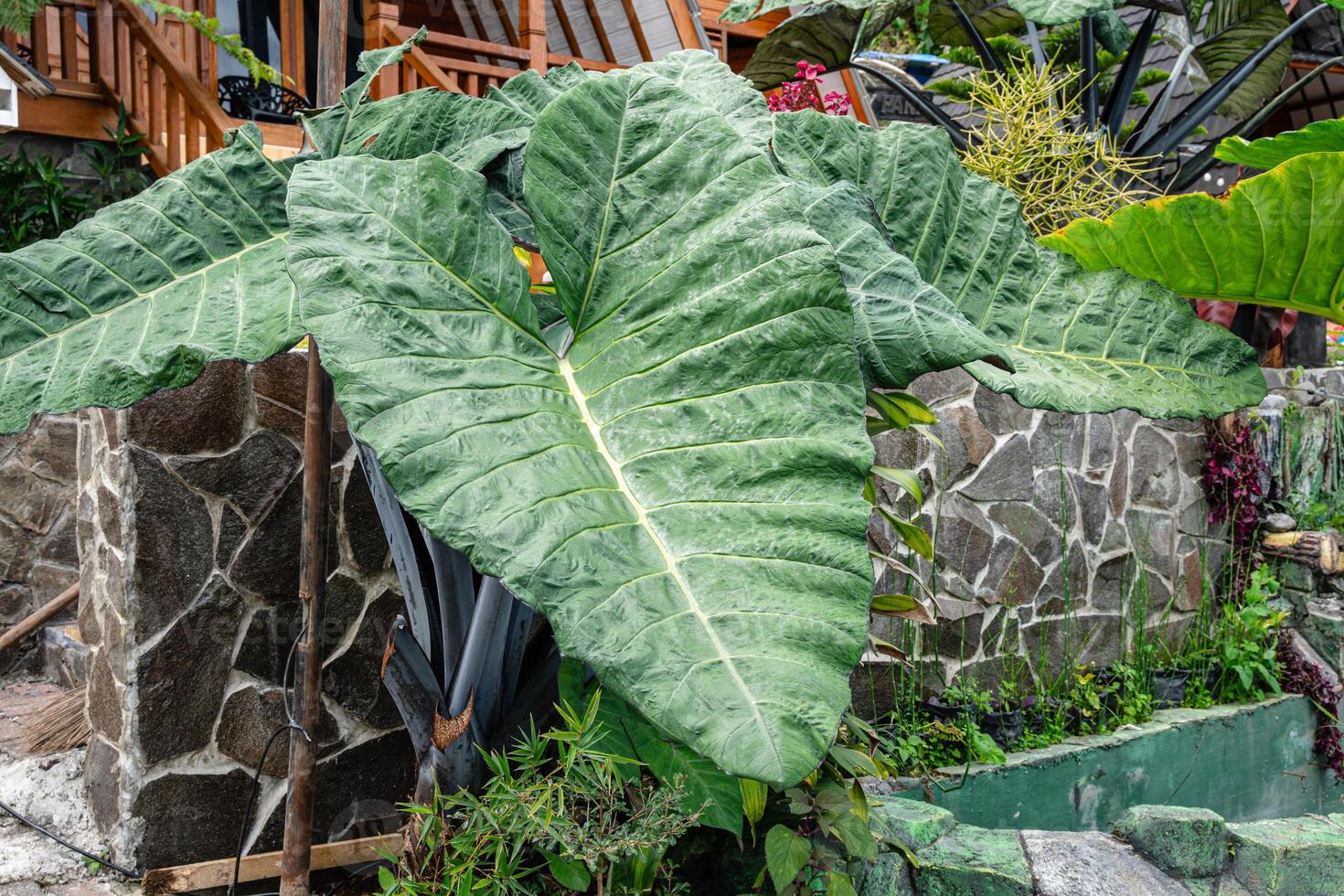 Alocasia macrorrhizos is a species of flowering plant in the arum family Araceae. Common names include giant taro, ape, giant alocasia, biga and pia. photo