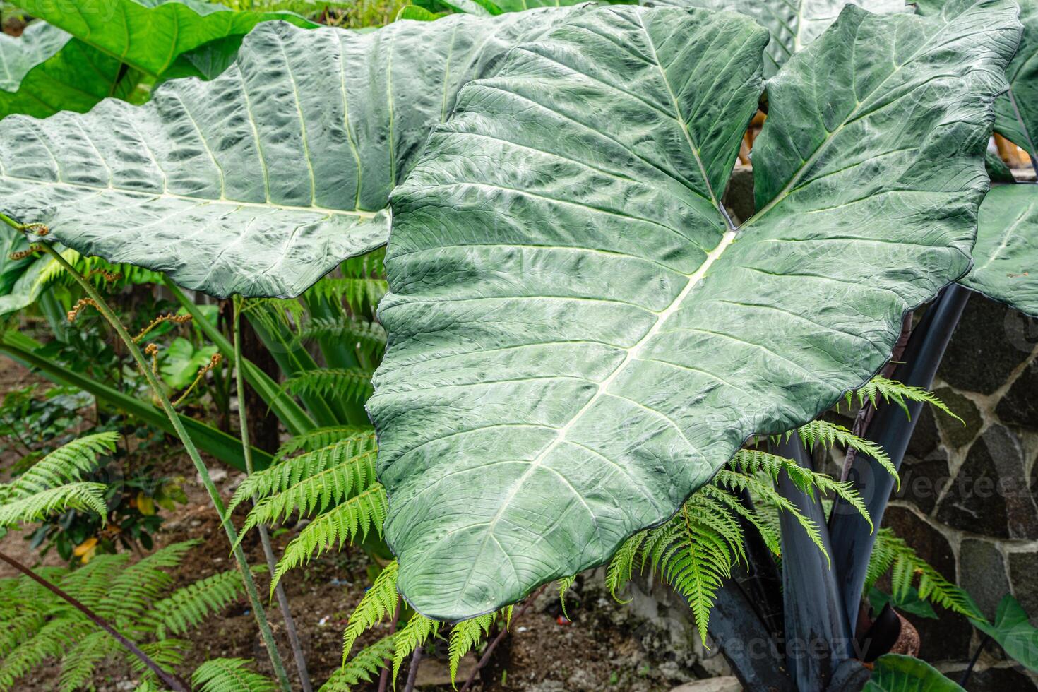 Alocasia macrorrhizos is a species of flowering plant in the arum family Araceae. Common names include giant taro, ape, giant alocasia, biga and pia. photo