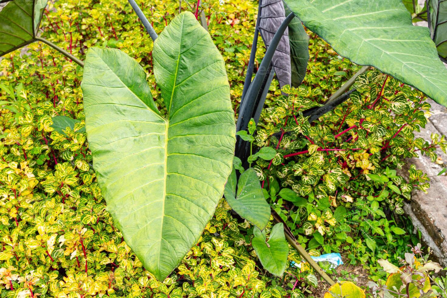 Alocasia macrorrhizos is a species of flowering plant in the arum family Araceae. Common names include giant taro, ape, giant alocasia, biga and pia. photo