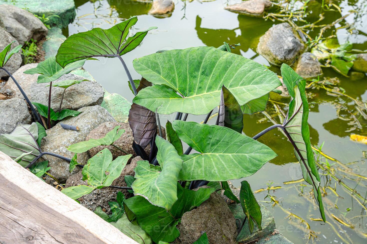 Alocasia macrorrhizos is a species of flowering plant in the arum family Araceae. Common names include giant taro, ape, giant alocasia, biga and pia. photo