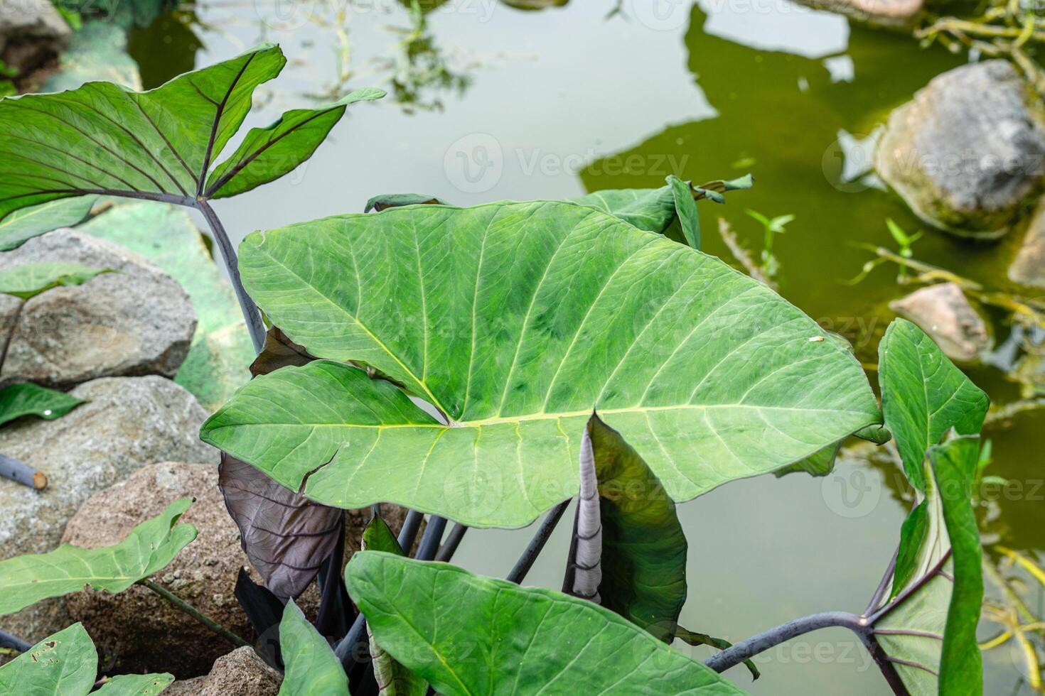 Alocasia macrorrhizos is a species of flowering plant in the arum family Araceae. Common names include giant taro, ape, giant alocasia, biga and pia. photo