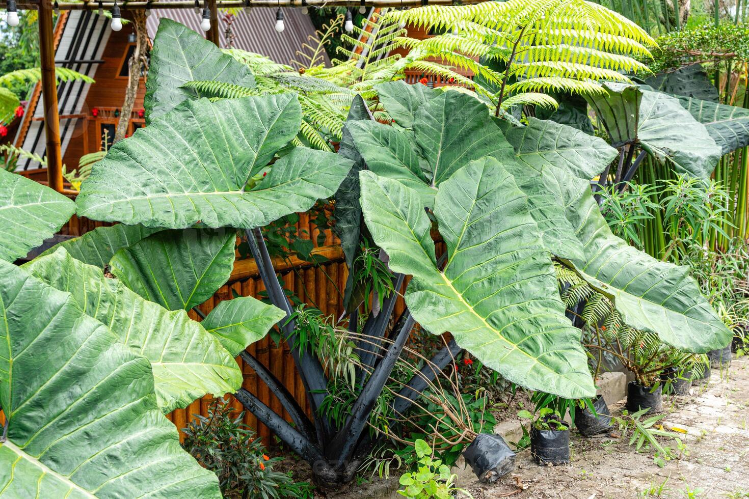 Alocasia macrorrhizos is a species of flowering plant in the arum family Araceae. Common names include giant taro, ape, giant alocasia, biga and pia. photo