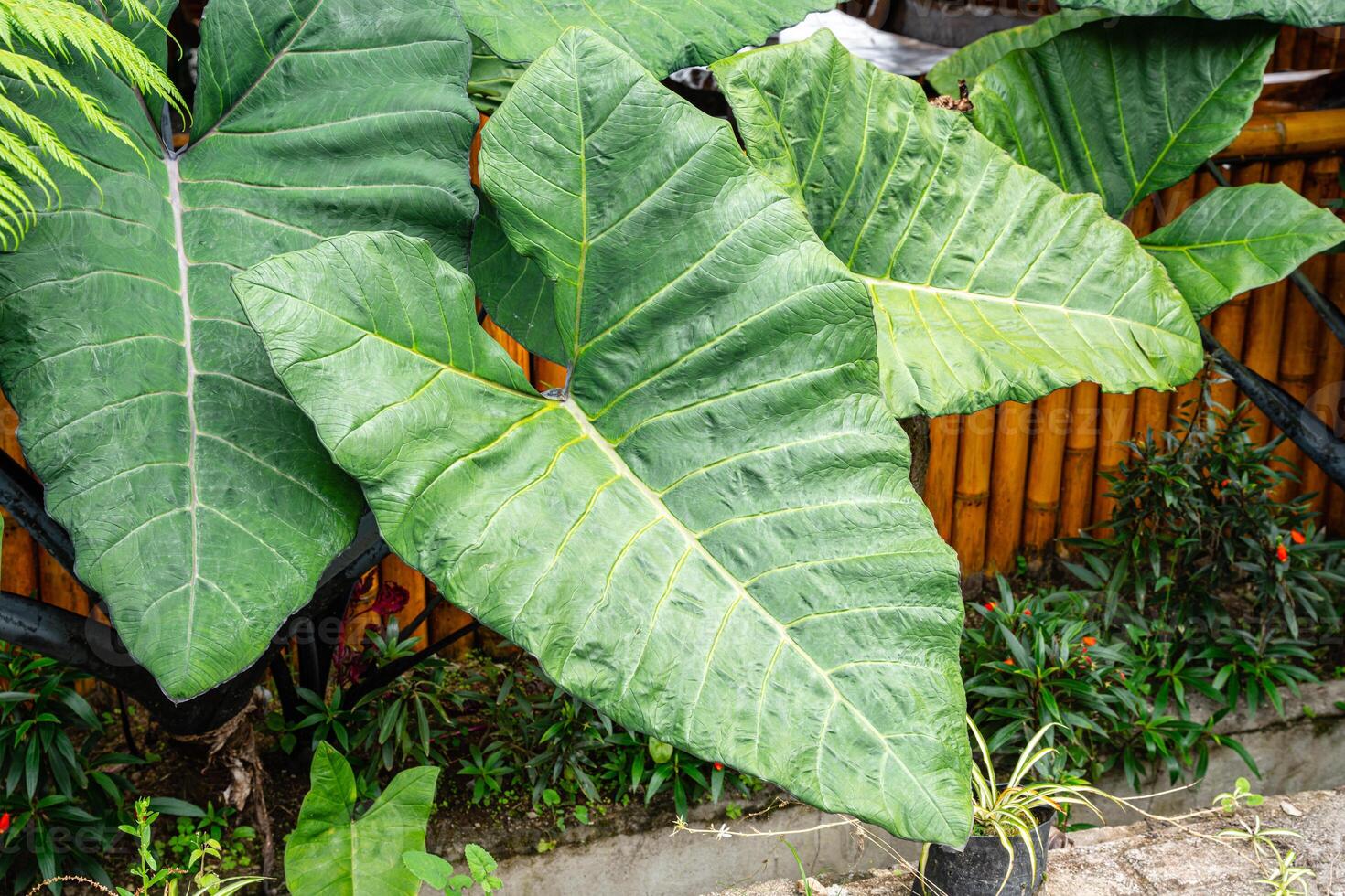 Alocasia macrorrhizos is a species of flowering plant in the arum family Araceae. Common names include giant taro, ape, giant alocasia, biga and pia. photo