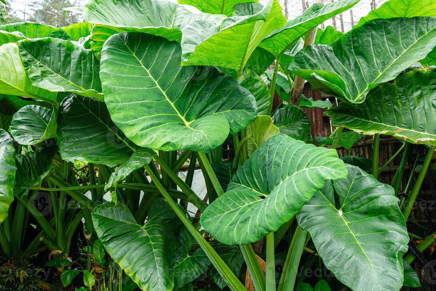 Alocasia macrorrhizos is a species of flowering plant in the arum family Araceae. Common names include giant taro, ape, giant alocasia, biga and pia. photo