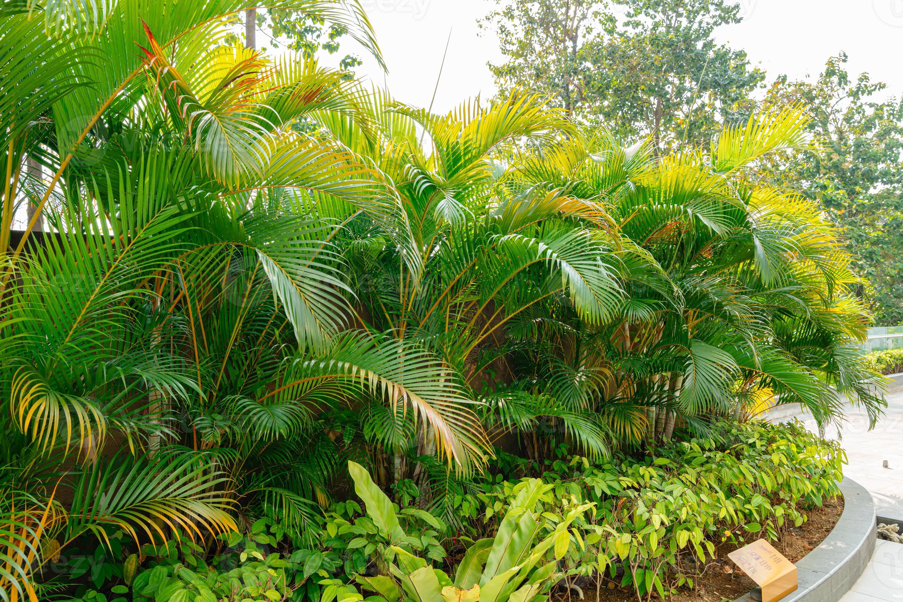 Areca Palm Trees. Tropical gardens with luxuriant dypsis lutescens or