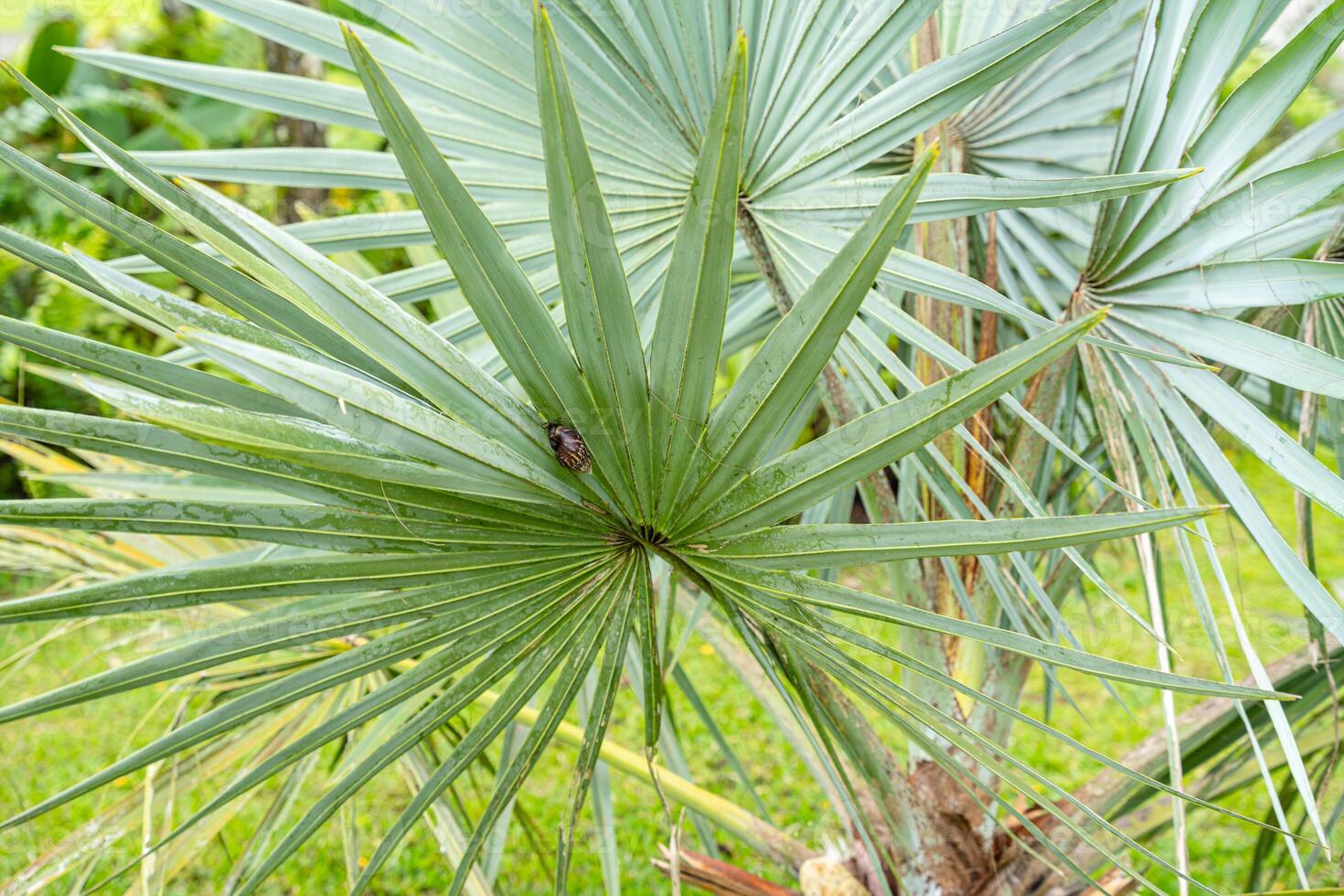 Brahea armata, commonly known as Mexican blue palm or blue hesper palm, is a large evergreen tree of the palm family Arecaceae. photo