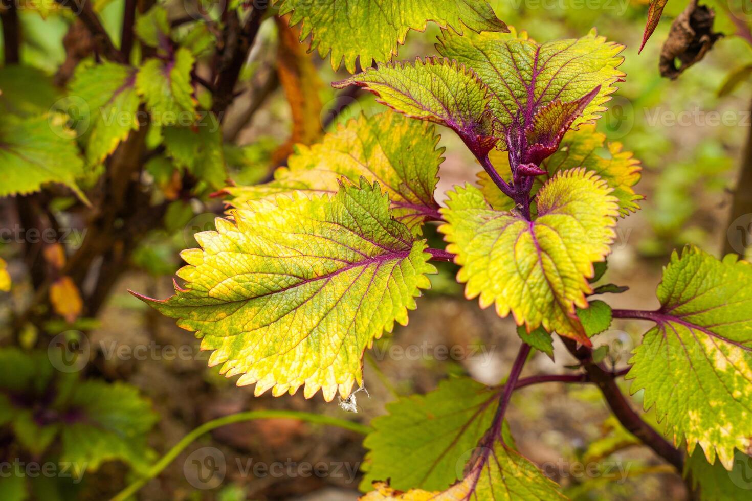 Coleus scutellarioides, commonly known as coleus, is a species of flowering plant in the family Lamiaceae photo