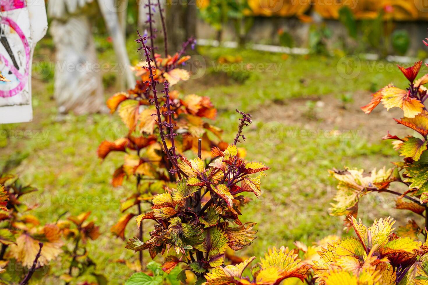 Coleus scutellarioides, commonly known as coleus, is a species of flowering plant in the family Lamiaceae photo