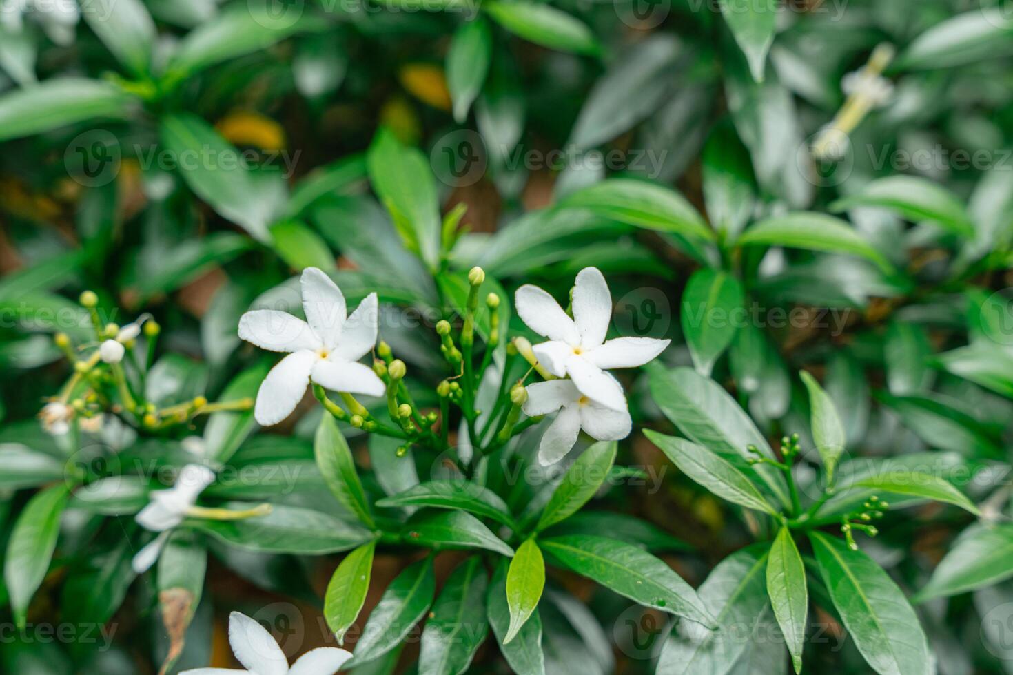 Arabian jasmine or Sambac jasmine photo