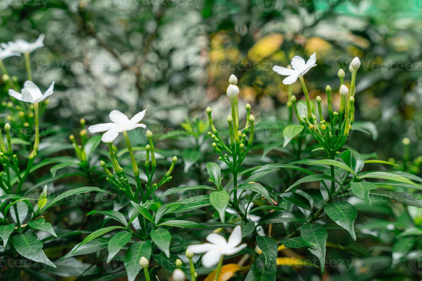 Arabian jasmine or Sambac jasmine photo