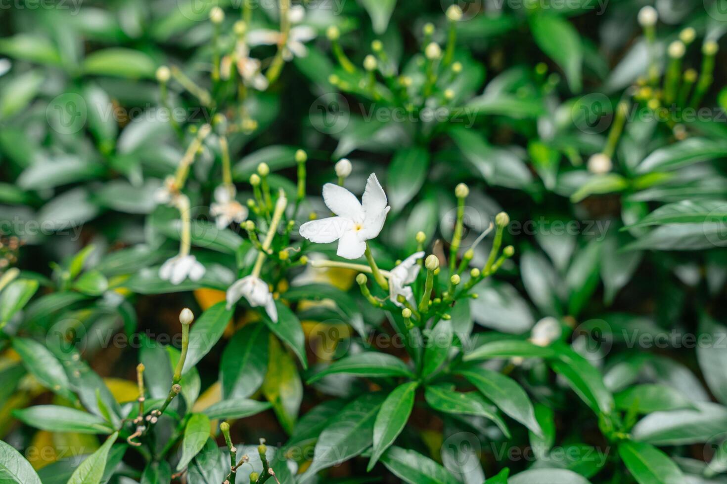 Arabian jasmine or Sambac jasmine photo