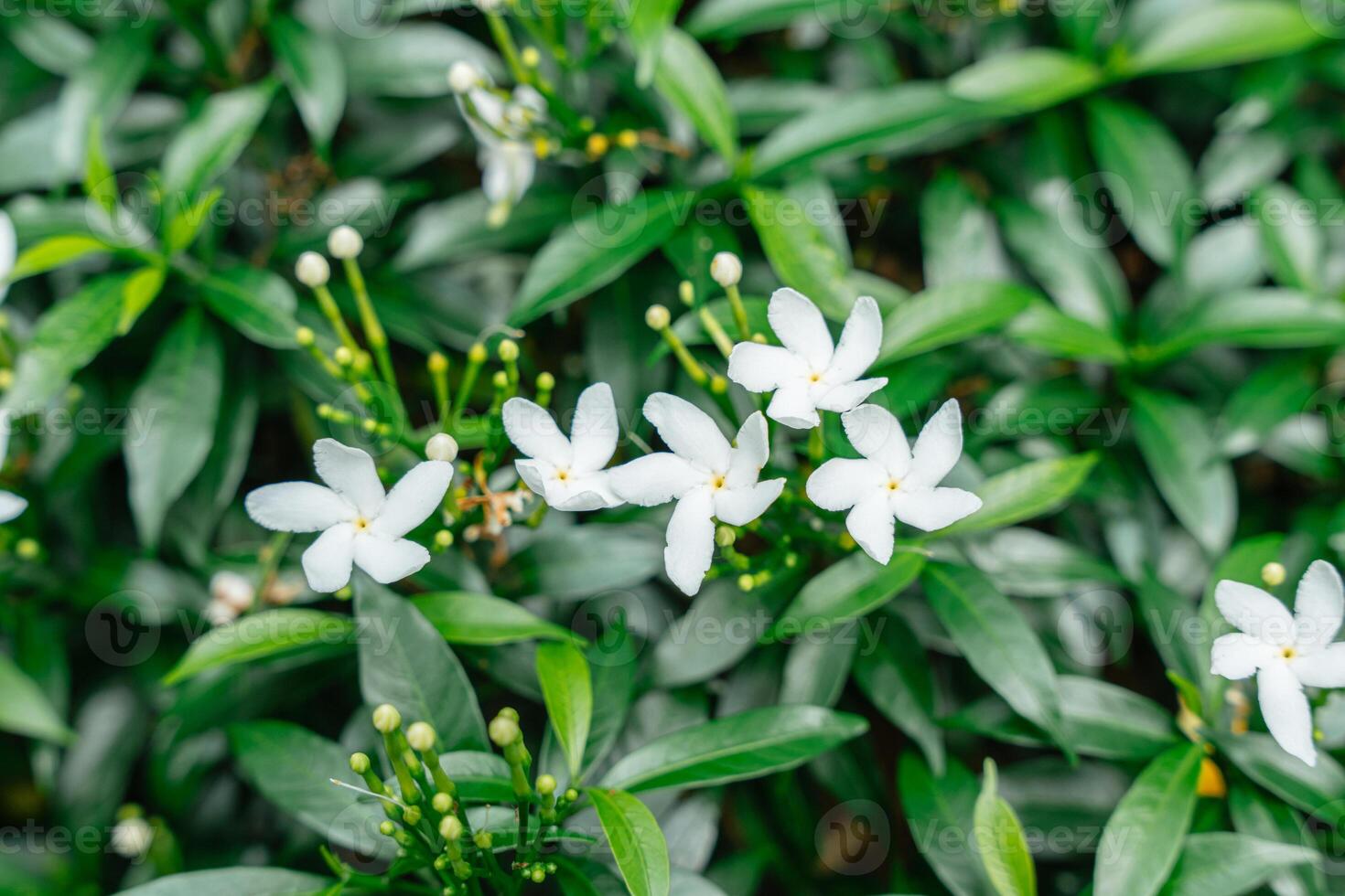 Arabian jasmine or Sambac jasmine photo