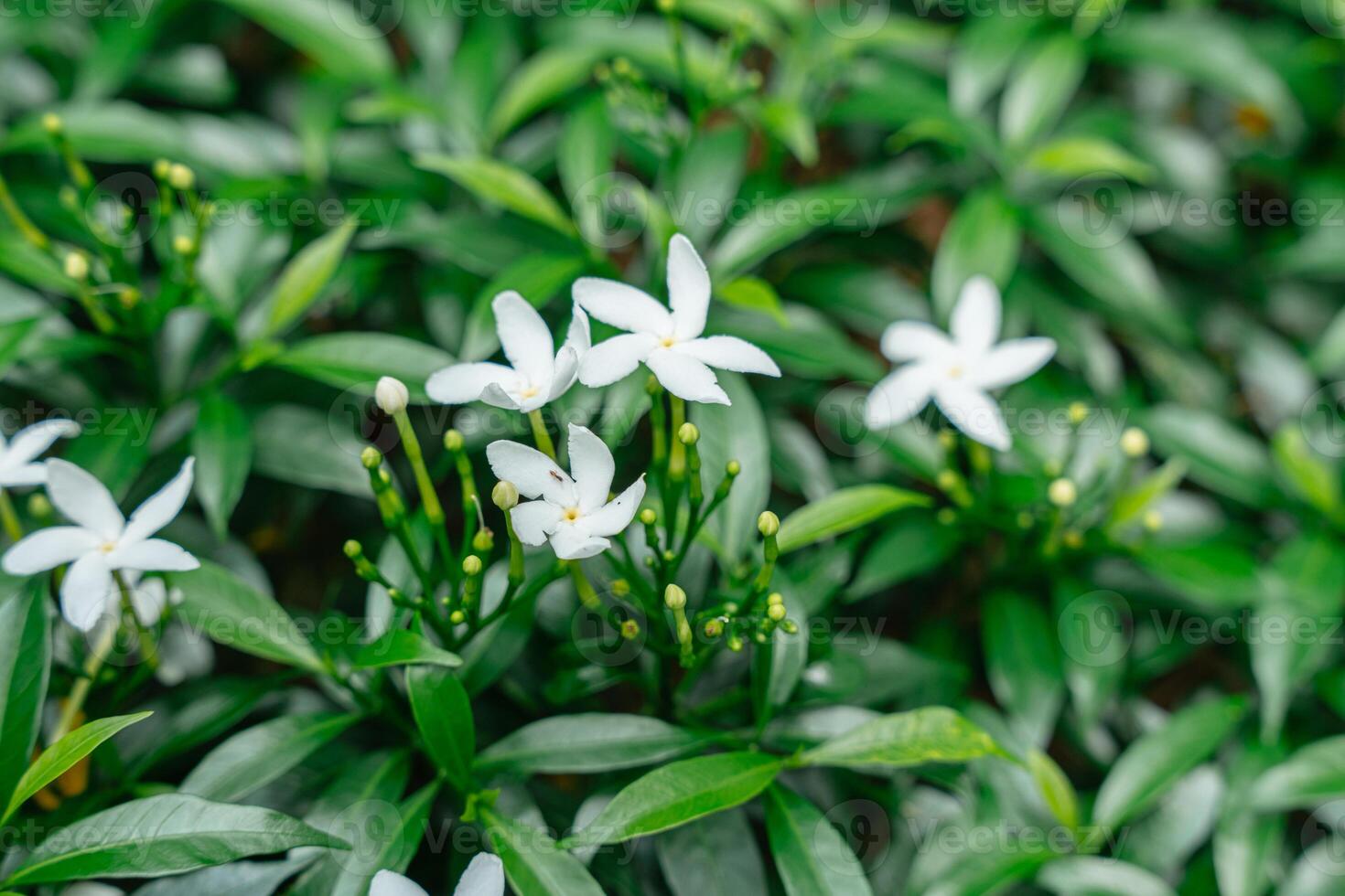 Arabian jasmine or Sambac jasmine photo