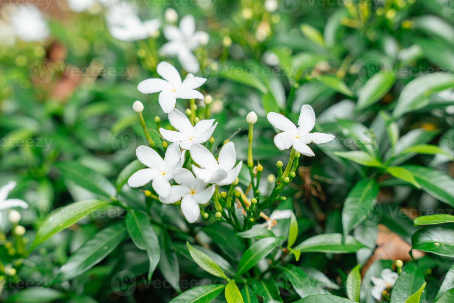 Arabian jasmine or Sambac jasmine photo